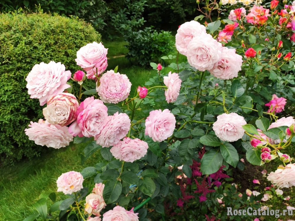 Розенфасцинацион (Rosenfaszination)