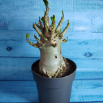 Adenium Baobab (Адениум)