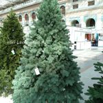 Ель голубая искусственная «Бордо» (Литая хвоя) 180 см / 1.8 м