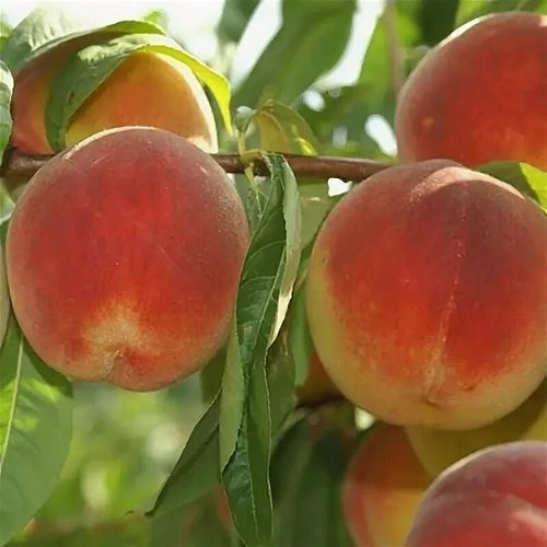 Юбилей Столицы (Колоновидный)