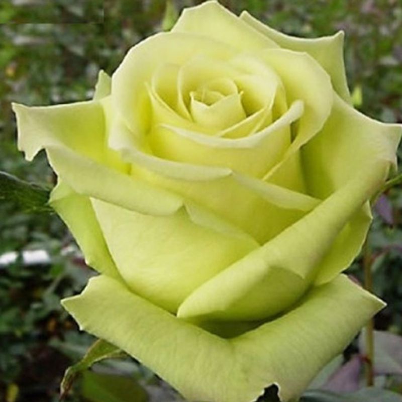 Роза чайно-гибридная Амандина "Amandine"