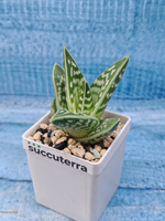 Aloe Variagata