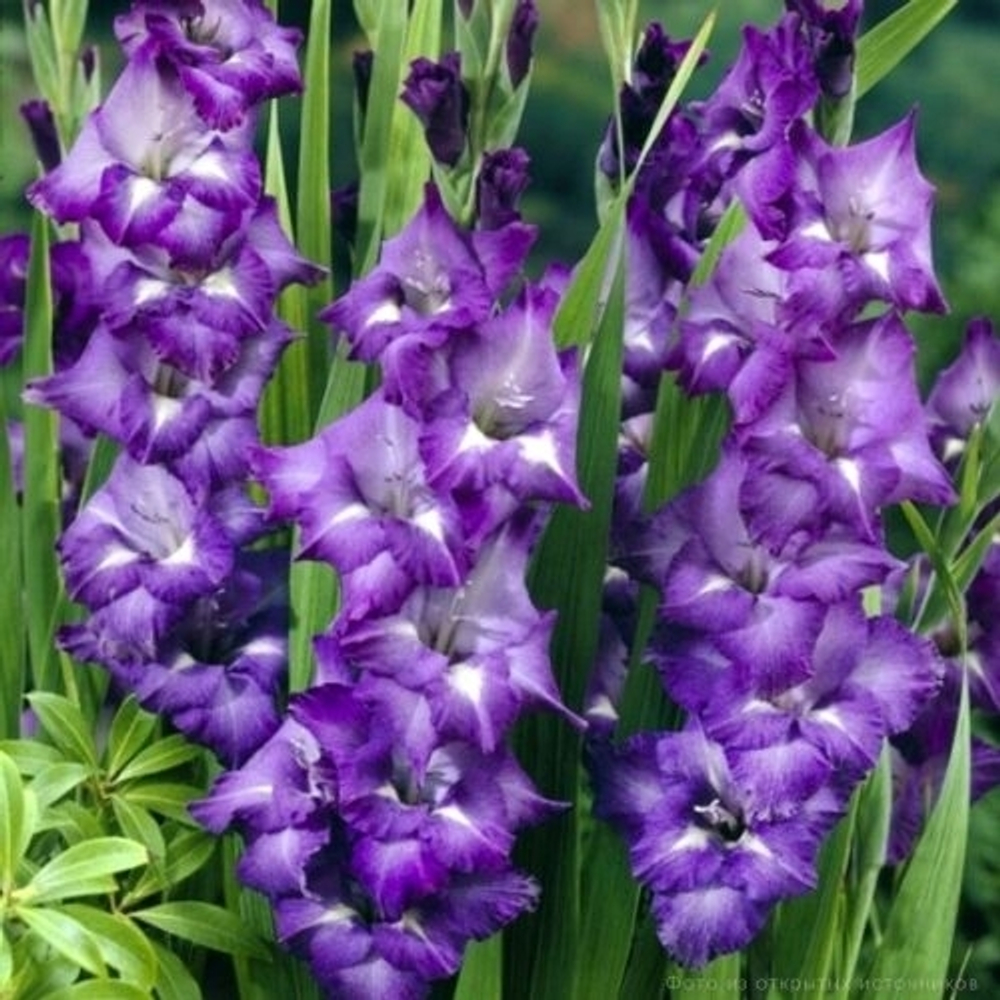 Гладиолус Blue Isle