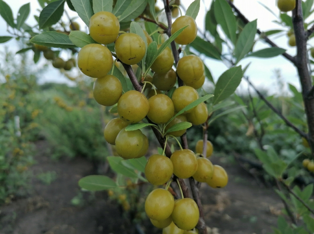 Саженец СВГ «Пирамидальный» (Желтоплодная, Колоновидная форма, Компактная)