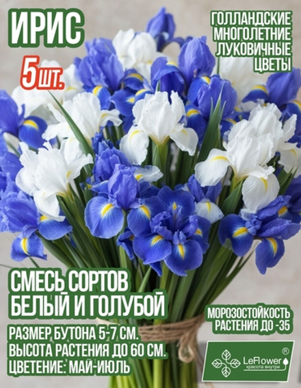 Ирис луковицы 5 шт., голубой и белый микс