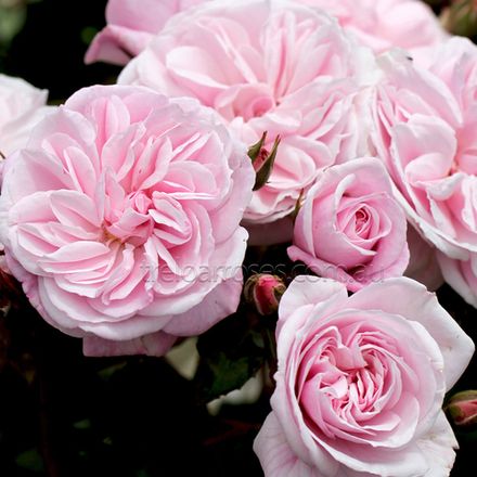 Лилак Вайн (Lilac Wine)