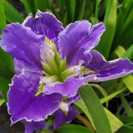 Ирис луизианский Пегалетта С2