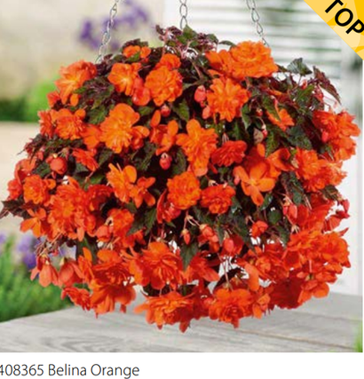 Бегонии, пеларгонии и колеусы Volmary поставка март