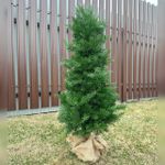 туя мскусственная