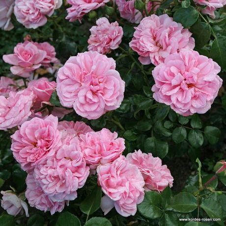 Хоум Энд Гарден (Home & Garden)