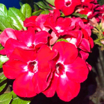 Адениум RUBY RED