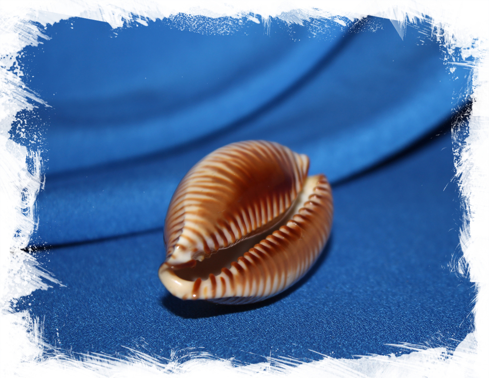 Ципрея гуттата (Perisserosa guttata), 6см