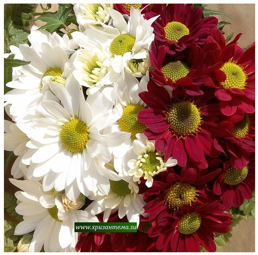 Хризантема кустовая Bacardi 🌼 к.8