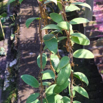 Хойя BHUTANICA