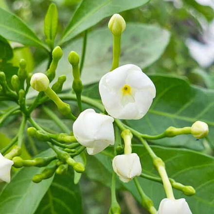 Табернемонтана пандакаки – Tabernaemontana pandacaqui