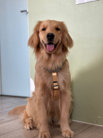 Шлейка для собак с ручкой перехват из биотана водонепроницаемая , 25 мм , М размер, золотой шимер , серый