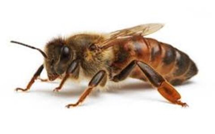 Пчеломатка Карника (Carnica F1). Плодные 2026 г, проверены на засев.