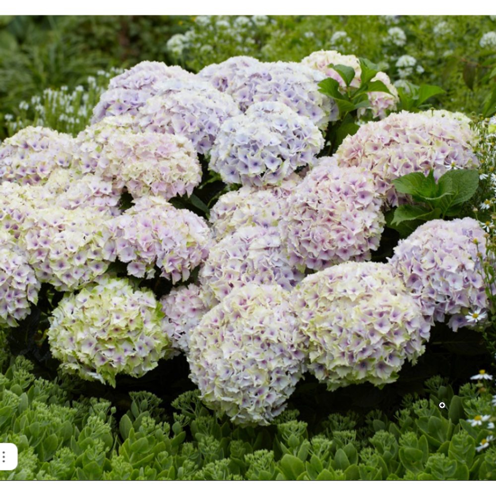 Magical Ocean (Мэджикал Океан) Новинка! С3 Европа 2026 г