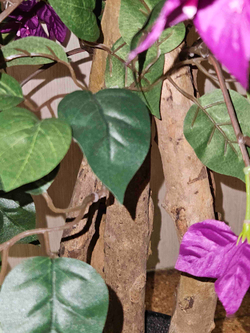 Искусственная Бугенвиллия 110см в кашпо