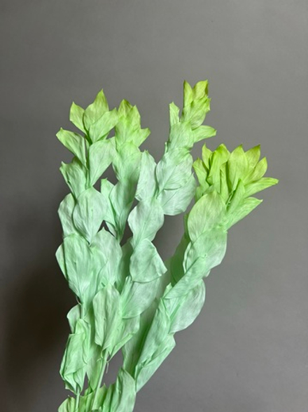 Рускус садовый стабилизированный салатовый