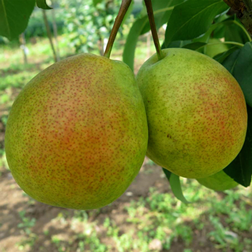 Груша Северянка краснощекая С5 Закупка М69 июнь 2026