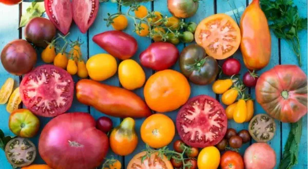 Выращивание рассады томатов из семян