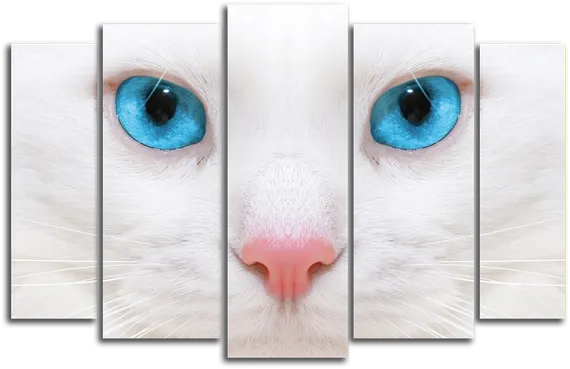 Модульная картина "Глаза белой кошки"