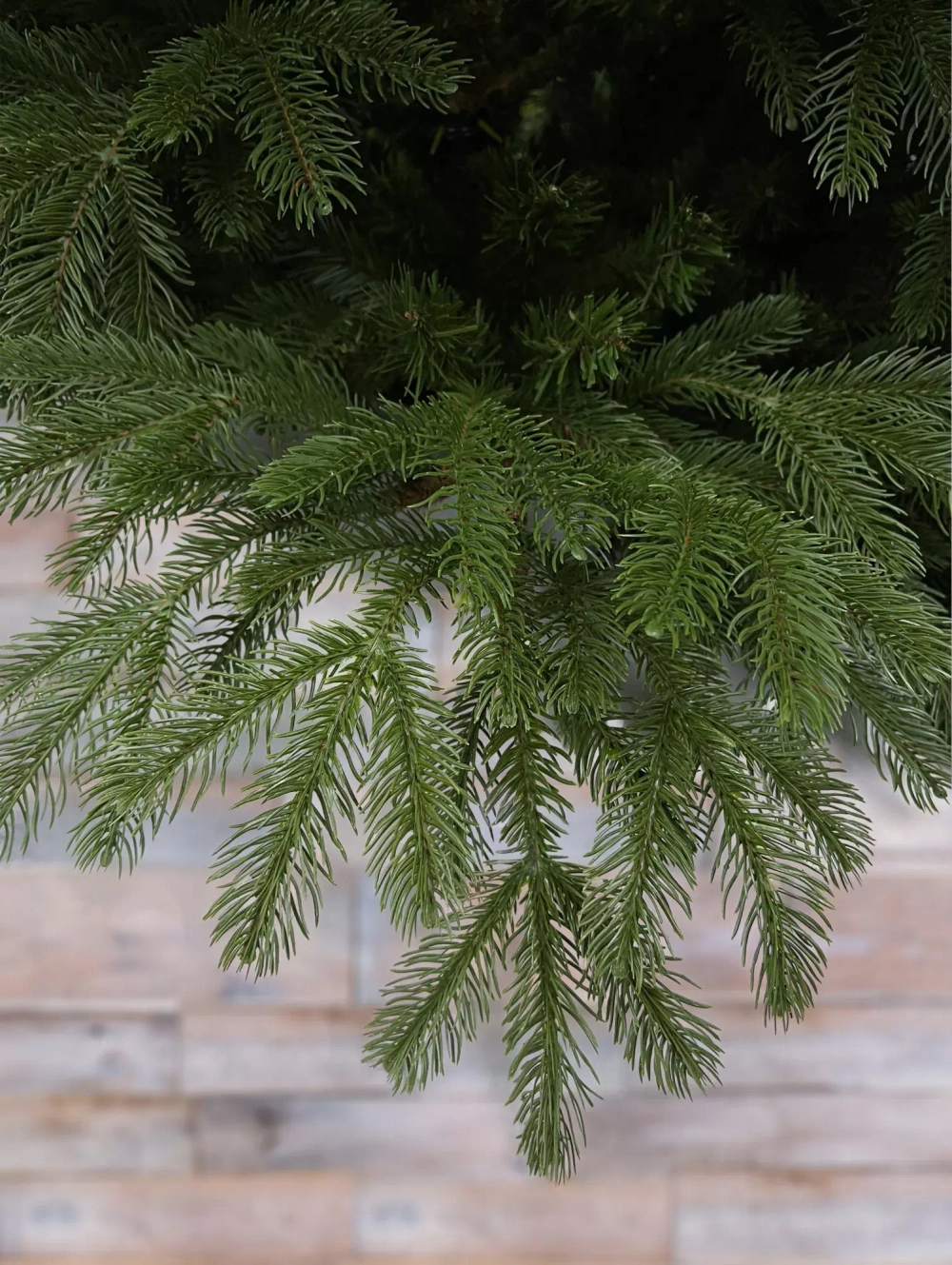 Ель Дворянская 215 см., Литая хвоя+ПВХ, Black Box (74552)