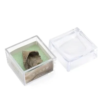 Минерал коралл (Calceola) в коробочке 27*23*9мм