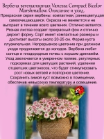 Вербена Ванесса Маршмеллоу Биколор