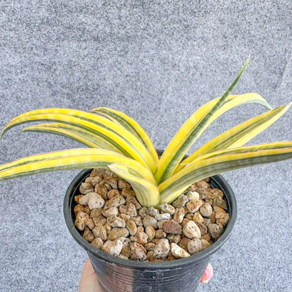 Сансевиерия BANDIPUR HYBRID VAR s.L