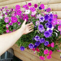 Викторианская Полуампельная Петуния Смесь Окрасок - Petunia English Victorian