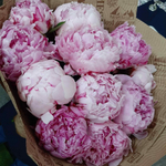 Букет пионов «11 пионов Сара Бернар»