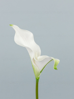 Каллы латекс БИГ бело-зеленый