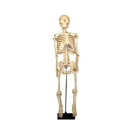Модель «Скелет человека» (85 см)
