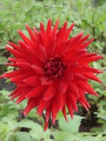 Георгин кактусовидный Форестел