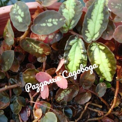 Пеллиония коротколистная (горшок 0.4л)