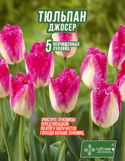 Тюльпан Луковица, Джосер, 10шт