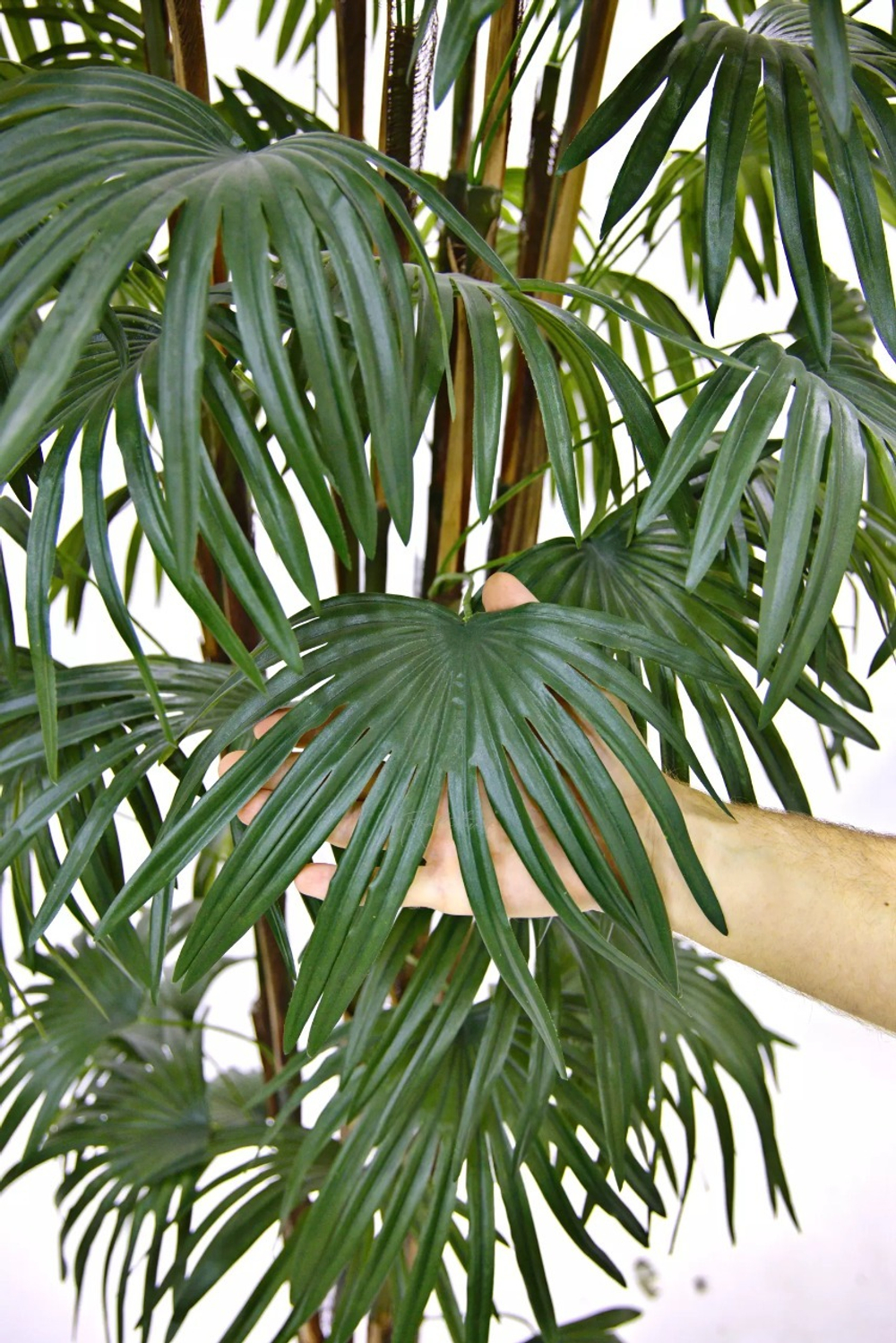 Веерная пальма 240см