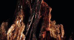 BOIS TALISMAN от DIOR