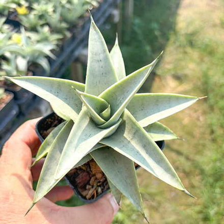 Сансевиерия ALICE