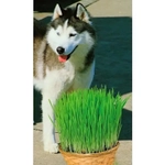 Семена Трава Для Собак (УД) Е/П