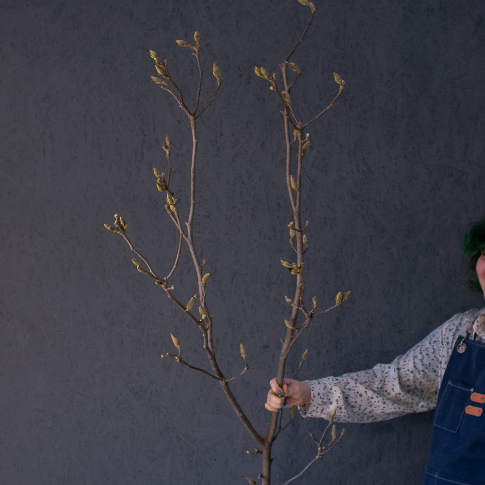 174. Магнолия (ветка / букет)