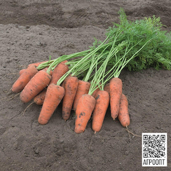 Кюрасао F1 семена моркови курода/шантане (Bejo / Бейо)