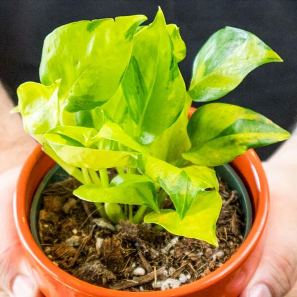 Эпипремнум AUREUM NJOY NEON (P111)