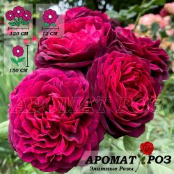 Астрид Графин Фон Харденберг (Astrid Grafin Von Hardenberg)