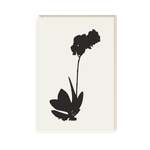 Открытка Орхидея