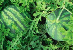 Бостана F1 семена арбуза (Syngenta / Сингента)