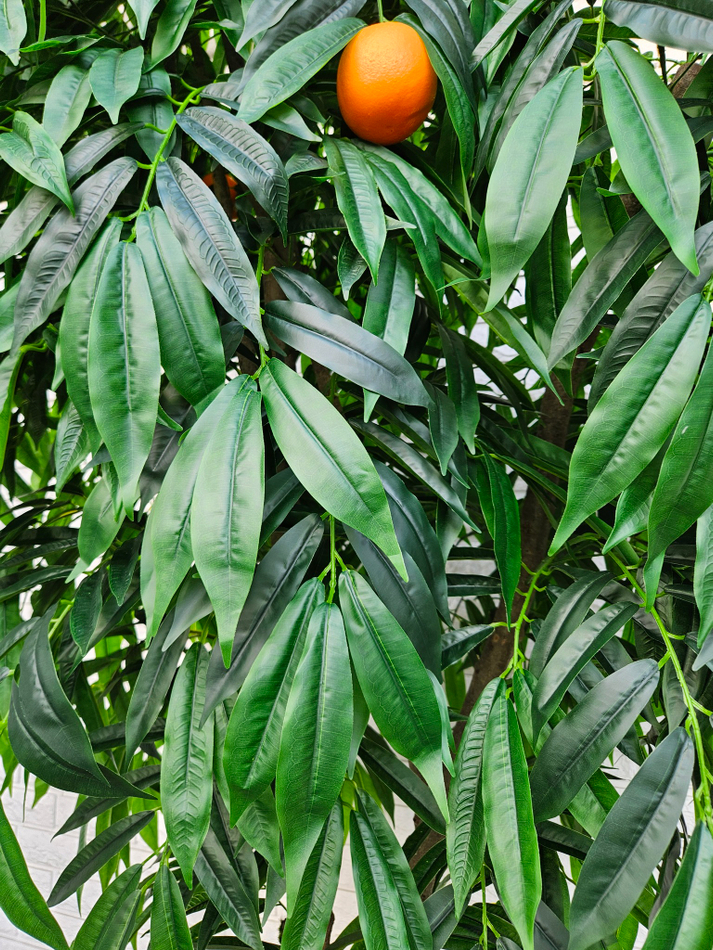 Дерево Апельсин 280см в кашпо