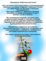 Тархун экстрагон лимонадная трава многолетник